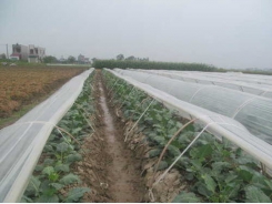 Design a crop cover strategy