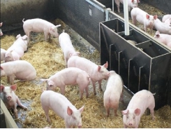 Nghiên cứu giúp phòng ngừa bệnh tai xanh ở lợn trong quá trình sinh sản