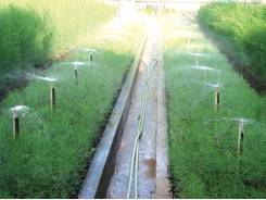 Tưới tiết kiệm nước cho cây trồng cạn