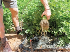 How helping soil life can boost farm profits