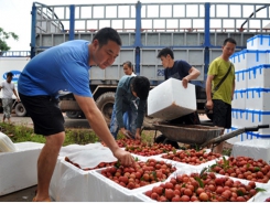 Vietnam’s low-tech agriculture startups fail to interest investors