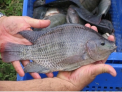10 paths to low productivity and profitability with tilapia in sub-Saharan Africa (Part 1)