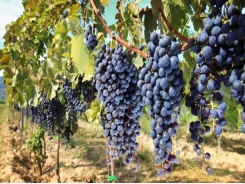 ‘Know your vineyards and workers well’- top grape farmer