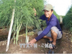 Trồng măng tây xanh trên đất cát cho hiệu quả kinh tế cao ở Ninh Thuận