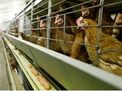 Progress on OIE Global Hen Housing Standards