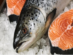 Gene expression response to sea lice in salmon skin identified