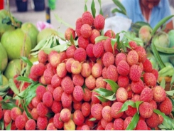 Lychee export value increases 126 per cent this year