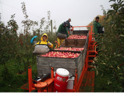 A new platform for fruit picking