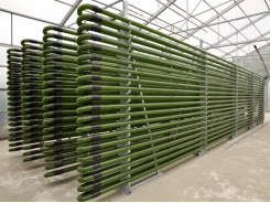 Microalgae production technologies for hatcheries