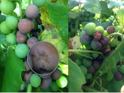 Disease & insect control in grapes