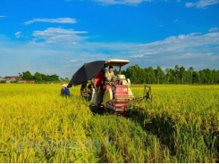 Rice production drops slightly in summer-autumn crop