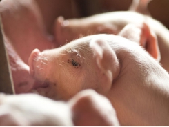 Microalgae coproducts may boost health, support growth in nursery pigs