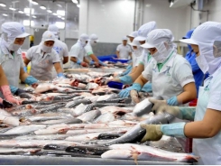 Tra fish exports surge in seven months