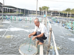 Nông dân Ba Sấm: Đột phá với mô hình nuôi tôm biển công nghệ cao