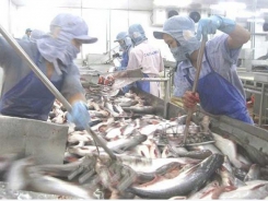 Tra fish exports show signs of recovery