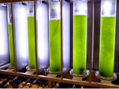 US: microalgae co-product may have role in cutting fishmeal use