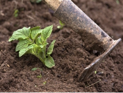 Weed control and ridging of potatoes