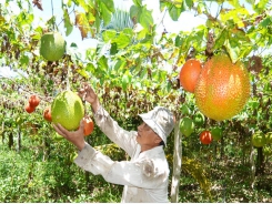 Tỉ phú nông dân... đa canh