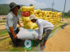 Farmers take losses in tilling rice