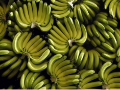 Hoang Anh Gia Lai to expand banana farming for China export