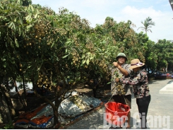Bac Giang sees a bumper but low price- longan crop