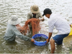 Ben Tre: Shrimp to become spearhead of production industry