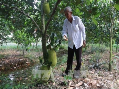 Tiền Giang: Làm giàu trên vùng ngập lũ đầu nguồn sông Tiền