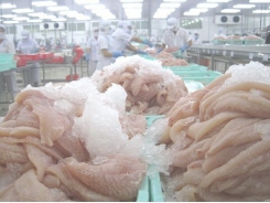 Vietnam no longer the only catfish producer