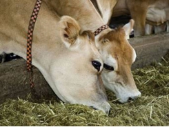 New feed unit system improves ruminant diet efficiency