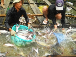 Adaptation measures needed to sustainably develop aquaculture