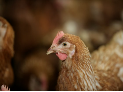 Hiệu quả và tác động của Methionine trong khẩu phần gà đẻ