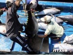 Tuna exports likely to hit $500m in 2018