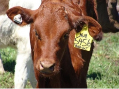 Sử dụng thẻ gắn tai để phát hiện bệnh ở bò thịt