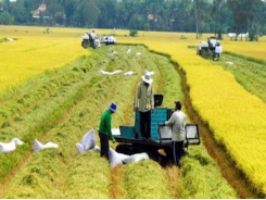 Vietnam sells more rice to China, raising concerns