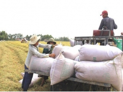 No notable changes in new rice export regulations