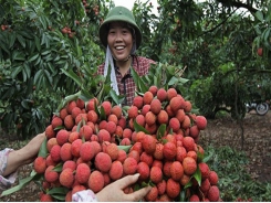 Việt Nam struggles to export fruit to demanding markets