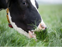 New research claims health benefits of grass-fed milk