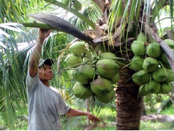 Trồng dừa xiêm xanh thu lợi nhuận cao