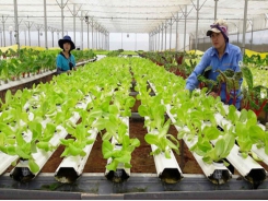 Investors still cannot make profits from hi-tech agriculture production