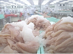 Vietnam no longer exclusive exporter of tra fish