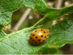 Likely potato insect pests