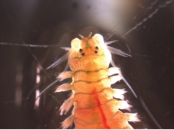 Polychaete worms reduce waste, provide food in aquaculture