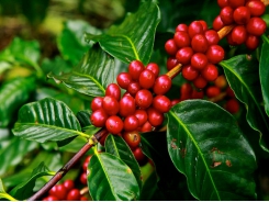 Is Coffee Really Going Extinct?