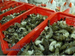 Seafood exports of the first six months increase 0.6% year on year