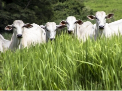 Traceability, data offers key to reducing deforestation risk from beef product trade