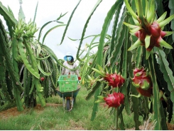 VN agriculture capitalising from private investment