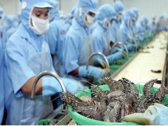 Vietnamese shrimp exporters enjoy zero taxes to the US
