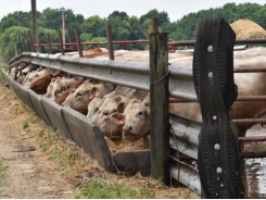 Systems project examines sustainability of Iowa cow/calf sector