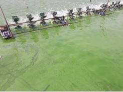Kiểm soát độc tố tảo ao nuôi