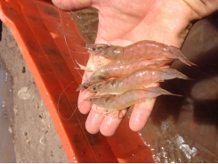 Plant-based dietary supplements yield positive results in shrimp